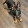 Snyders  german shepherd akc puppies for sale