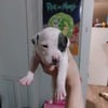 American pitbull terrier pups