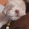SOLD!!!!  SHIH POO Puppies  CHRISTMAS Availability 