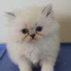 Purrfect Persians kittens forsale