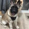 Need to find forever home for our 9 month old Akita ASAP