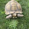 Sulcata tortoise