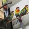 Parrots Rainbow Parakeets