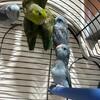 Parrolets’s