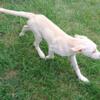 Female flat coat Yellow Labradoodle puppy