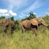 3 days Queen Elizabeth Safari Uganda