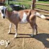 Various Ages and Breeds of Goats For Sale