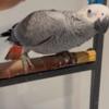 African grey parrots