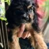 Shihtzu/Cocker pups for sale