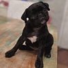 black female pug