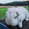 Black and White Holland Lop