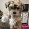 Morkie Puppies ready for forever homes