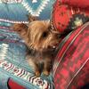 Mini Yorkie