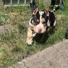 Tri Merle boy looking for a new home