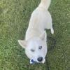 5yr old Female adult Husky Mixed