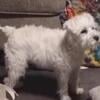 White Minature Schnauzer mixed