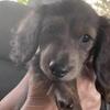 Female Mini Dachshund 