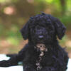 Medium Bernedoodle