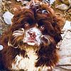 Two Male AKC Cocker spaniels