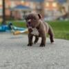 Male American Bully looking for a new home 