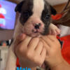 French/ english bulldog puppies 