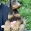 AKC Doberman Puppy Red/Rust Champion Bloodlines