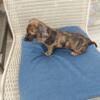 Female Short Hair Dachshund Puppy