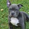 American Bully Pocket