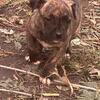Female pure bred pitbull puppy