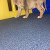 Tri Merle and Tris american bully puppies