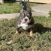 American Bully Puppies ABKC REG