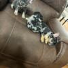 French bulldog puppies looking for forever homes