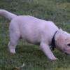 Labrador Retriever puppy, yellow, female