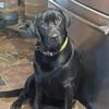 Lab puppies ready next week