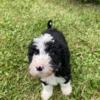 Puppies Sheepadoodle Puppies