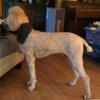 Apricot Male Standard Poodle Pup