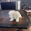Maltese puppy mixed with Shih Tzu