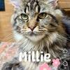 Maine Coon Kittens Sarasota, Florida
