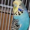 One English budgie male