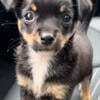 Chihuahua Black Tan and white Super Cute  female Puppy mostly Chihuahua mix