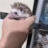 Baby Hedgehogs Neenah Wisconsin!