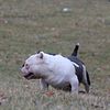 Micro bully stud or for sale