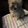 Mini Schnoodle Puppies 2 Girls Left