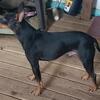 AKC MALE TOY MANCHESTER TERRIERS