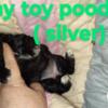 Tiny Toy poodle puppies ready Aug 4 th