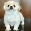 Pekingese puppies