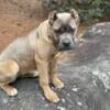 Cane Corso looking to join a new home