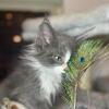 Male Maine Coon Kitten Blue and White 