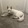 Female White AKC registered 1 1/2 years old