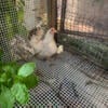 Serama Bantams Hen and chicks